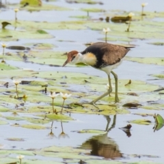 Irediparra gallinacea (Comb-crested Jacana) at Shoal Point, QLD - 27 Jul 2024 by Petesteamer