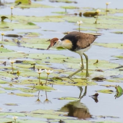 Irediparra gallinacea (Comb-crested Jacana) at Shoal Point, QLD - 27 Jul 2024 by Petesteamer