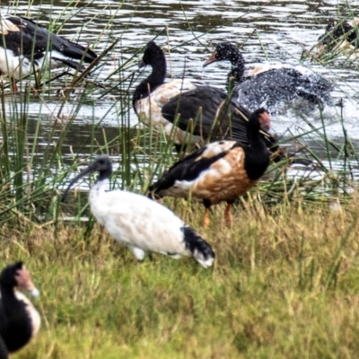 Anseranas semipalmata (Magpie Goose) at Shoal Point, QLD - 27 Jul 2024 by Petesteamer