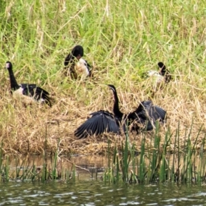 Anhinga novaehollandiae at Shoal Point, QLD - 27 Jul 2024