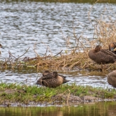 Anas superciliosa (Pacific Black Duck) at Shoal Point, QLD - 27 Jul 2024 by Petesteamer