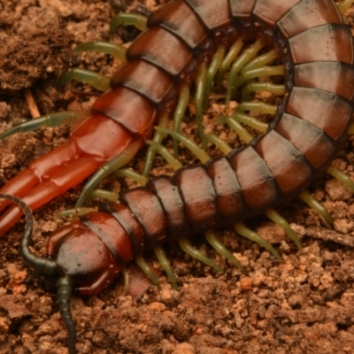 Cormocephalus aurantiipes (Orange-legged Centipede) at Aranda, ACT - 27 Jun 2024 by NateKingsford