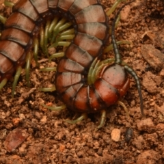 Cormocephalus aurantiipes at Aranda, ACT - 27 Jun 2024