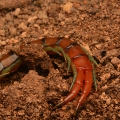 Cormocephalus aurantiipes at Aranda, ACT - 27 Jun 2024