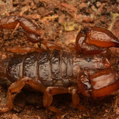 Urodacus manicatus (Black Rock Scorpion) at Aranda, ACT - 27 Jun 2024 by NateKingsford