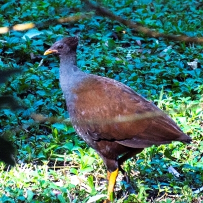 Megapodius reinwardt (Orange-footed Scrubfowl) at Slade Point, QLD - 21 Jul 2024 by Petesteamer