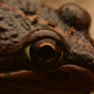 Limnodynastes tasmaniensis at Pialligo, ACT - 25 Aug 2024