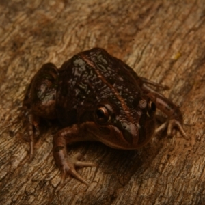 Limnodynastes tasmaniensis at Pialligo, ACT - 25 Aug 2024