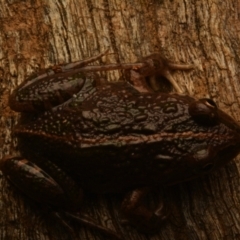 Limnodynastes tasmaniensis at Pialligo, ACT - 25 Aug 2024