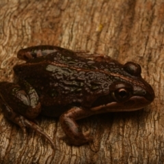 Limnodynastes tasmaniensis at Pialligo, ACT - 25 Aug 2024