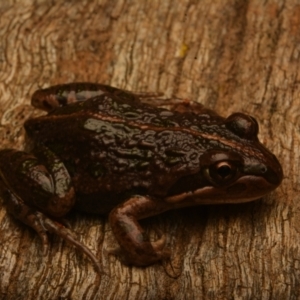 Limnodynastes tasmaniensis at Pialligo, ACT - 25 Aug 2024