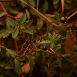 Myrmecia nigriceps at Pialligo, ACT - 25 Aug 2024