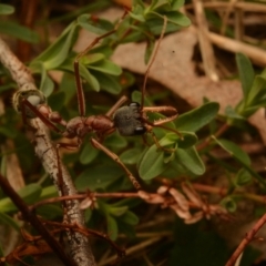 Myrmecia nigriceps at Pialligo, ACT - 25 Aug 2024