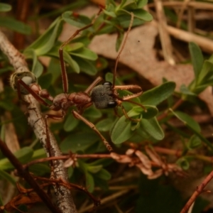 Myrmecia nigriceps at Pialligo, ACT - 25 Aug 2024