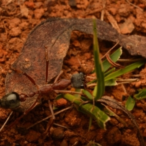 Myrmecia nigriceps at Pialligo, ACT - 25 Aug 2024