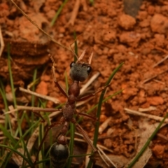 Myrmecia nigriceps at Pialligo, ACT - 25 Aug 2024