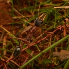 Myrmecia nigriceps at Pialligo, ACT - 25 Aug 2024