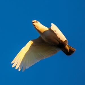 Cacatua sanguinea at Slade Point, QLD - 20 Jul 2024 05:29 PM