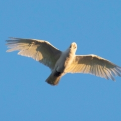 Cacatua sanguinea at Slade Point, QLD - 20 Jul 2024 05:29 PM