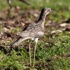 Burhinus grallarius (Bush Stone-curlew) at Slade Point, QLD - 21 Jul 2024 by Petesteamer