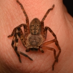 Isopedella pessleri at Bruce, ACT - 13 Jul 2024