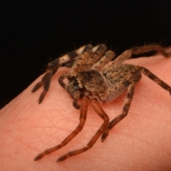 Isopedella pessleri at Bruce, ACT - 13 Jul 2024