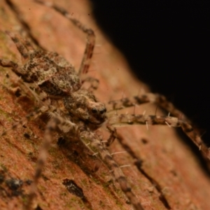 Tamopsis sp. (genus) at Bruce, ACT - 13 Jul 2024