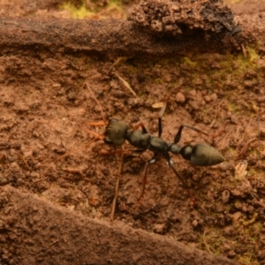 Myrmecia sp., pilosula-group at Aranda, ACT - 3 Aug 2024