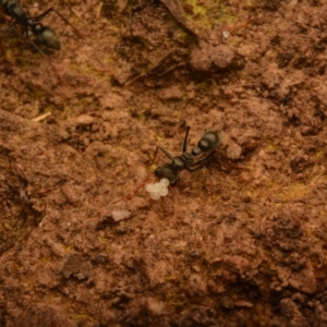 Myrmecia sp., pilosula-group at Aranda, ACT - 3 Aug 2024