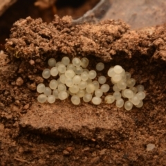 Myrmecia sp., pilosula-group at Aranda, ACT - 3 Aug 2024