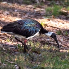 Threskiornis spinicollis (Straw-necked Ibis) at Slade Point, QLD - 21 Jul 2024 by Petesteamer