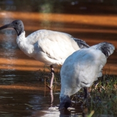 Threskiornis molucca (Australian White Ibis) at Slade Point, QLD - 21 Jul 2024 by Petesteamer