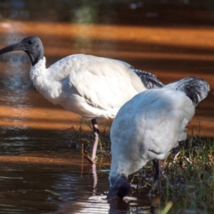 Threskiornis molucca at Slade Point, QLD - 21 Jul 2024