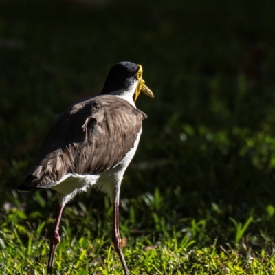 Vanellus miles (Masked Lapwing) at Slade Point, QLD - 21 Jul 2024 by Petesteamer