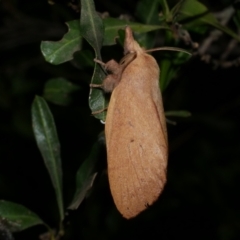 Pararguda nasuta at Freshwater Creek, VIC - 2 Apr 2021 10:20 PM