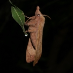 Pararguda nasuta at Freshwater Creek, VIC - 2 Apr 2021 10:20 PM