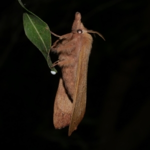 Pararguda nasuta at Freshwater Creek, VIC - 2 Apr 2021 10:20 PM