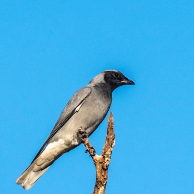 Coracina novaehollandiae (Black-faced Cuckooshrike) at Slade Point, QLD - 24 Jul 2024 by Petesteamer