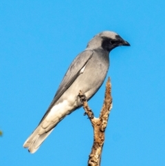 Coracina novaehollandiae at Slade Point, QLD - 24 Jul 2024