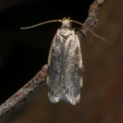 Hoplostega ochroma (a Eulechria Group moth) at Freshwater Creek, VIC - 2 Apr 2021 by WendyEM