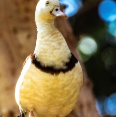 Radjah radjah (Radjah Shelduck) at Slade Point, QLD - 22 Jul 2024 by Petesteamer