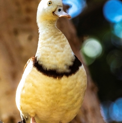 Radjah radjah (Radjah Shelduck) at Slade Point, QLD - 22 Jul 2024 by Petesteamer