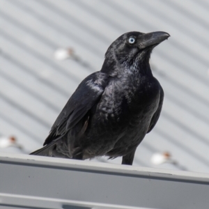 Corvus orru at Slade Point, QLD - 21 Jul 2024 09:13 AM