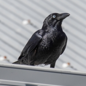 Corvus orru at Slade Point, QLD - 21 Jul 2024