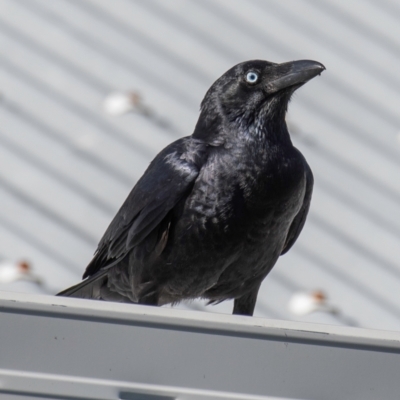 Corvus orru (Torresian Crow) at Slade Point, QLD - 20 Jul 2024 by Petesteamer