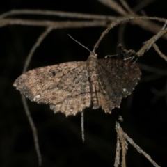 Eccymatoge callizona (White-spotted Carpet) at Freshwater Creek, VIC - 2 Apr 2021 by WendyEM