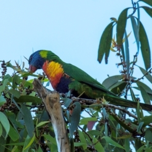 Trichoglossus moluccanus at Slade Point, QLD - 24 Jul 2024 04:58 PM