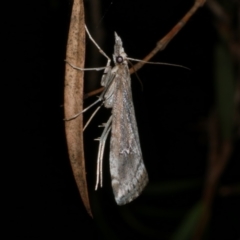 Hednota crypsichroa (A Crambid moth) at Freshwater Creek, VIC - 2 Apr 2021 by WendyEM