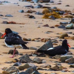 Haematopus longirostris at Slade Point, QLD - suppressed