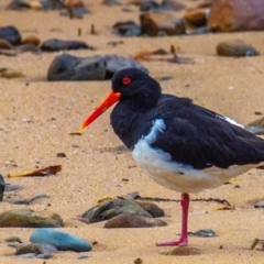 Haematopus longirostris at Slade Point, QLD - suppressed